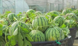 绿地吃瓜的视频,揭秘网红吃瓜背后的趣味与真相