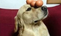 狗可以吃茭瓜鸡蛋吗视频,狗狗的健康美食探索