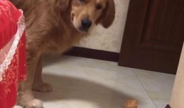 金毛犬可以吃梨瓜吗视频,揭秘梨瓜的适宜性