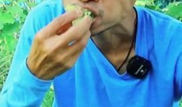 网红视频吃瓜藏族,吃瓜藏族背后的文化魅力