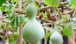 吃葫芦瓜原视频,原视频揭秘烹饪秘诀