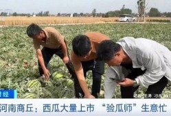 临沂打架吃瓜新闻视频,视频揭露街头冲突瞬间