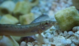 泥鳅吃不吃瓜虫呢视频,揭秘泥鳅是否爱吃瓜虫