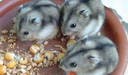 仓鼠可以吃线瓜吗视频大全,仓鼠美食之旅，揭秘线瓜的诱惑