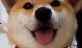 狗头瓜可以包着吃吗视频,揭秘可食用视频背后的美味秘密