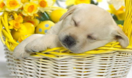 幼犬可以吃生瓜吗视频教程,视频教程揭秘营养与注意事项