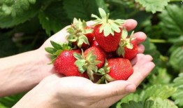 吃瓜草莓陪玩视频在线,畅游欢乐陪玩时光