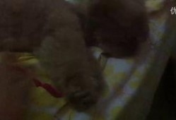 小黑马吃瓜视频大全,趣味横生的娱乐圈揭秘