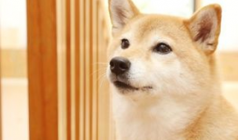 柴犬喜欢吃角瓜怎么办视频,揭秘角瓜的诱惑