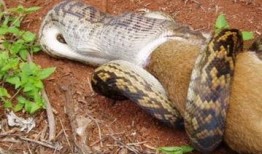 吞噬巨蟒吃瓜视频大全