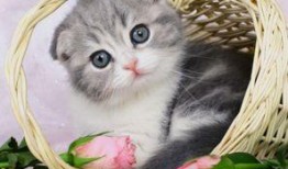 猫咪可以吃棚瓜嘛视频