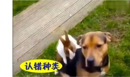 吃瓜的幽默搞笑视频,搞笑视频里的欢乐盛宴