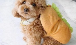 灰泰迪吃哈密瓜可以吗视频,萌态可掬引网友热议