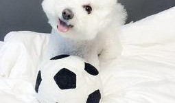 比熊可以吃蜜角瓜吗视频,比熊犬适宜食用蜜角瓜的揭秘与注意事项