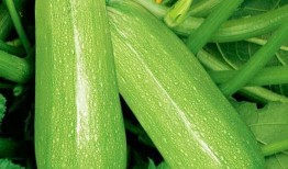 可以吃茭瓜吗有毒吗视频,揭秘茭瓜是否有毒