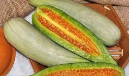 网红吃长蒲瓜的视频大全,趣味视频大盘点！