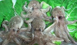 韩国吃瓜吃八爪鱼视频,韩国吃瓜达人挑战极限美食