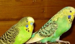 鹦鹉可吃赖瓜吗视频讲解,赖瓜是否适宜作为鹦鹉食物