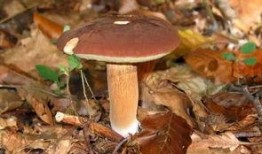 野生菌吃瓜视频大全集,一场味蕾与自然的盛宴