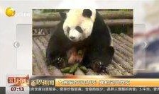 娱乐吃瓜大熊猫视频,一场娱乐吃瓜盛宴