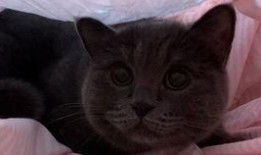 给小猫吃瓜视频大全播放,萌宠小猫欢乐吃瓜瞬间大盘点