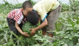 无棣县吃瓜大事件视频,一场全民参与的狂欢盛宴