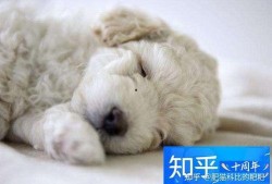 狗可以吃茭瓜鸡蛋吗视频,狗狗的健康美食探索