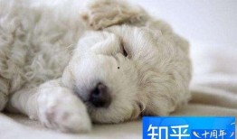 狗可以吃茭瓜鸡蛋吗视频,狗狗的健康美食探索