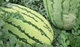 吃瓜的花式视频,花式吃瓜视频盘点