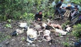 峨边县吃瓜事件始末视频,一场网络热议的真相追踪