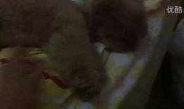 大家认真吃瓜视频大全集,深度解析“大家认真吃瓜视频大全集”背后的故事与笑料