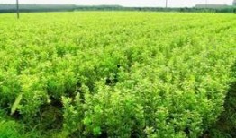 小黄杨吃瓜的视频,揭秘娱乐圈幕后故事