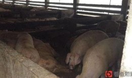 养殖场吃瓜视频,吃瓜视频揭秘农场日常