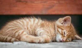 猫咪吃瓜被冤枉视频播放