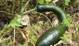 吃方瓜有啥坏处吗视频,方瓜食用不当的潜在风险揭秘