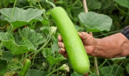 吃瓠瓜的正确方法视频讲解,视频详解正确食用方法