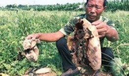 延安近期吃瓜事件视频