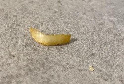 吃指甲盖的瓜视频,网络奇观背后的心理与社会现象