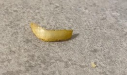 吃指甲盖的瓜视频,网络奇观背后的心理与社会现象