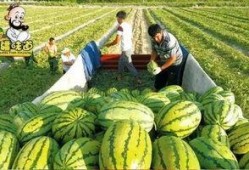 库尔勒吃瓜网红视频