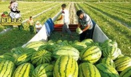 库尔勒吃瓜网红视频