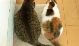 猫猫吃瓜偷听视频