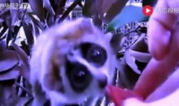 每日大赛吃瓜视频在线观看