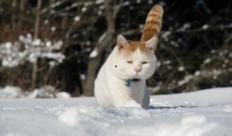 猫咪吃雪梨瓜好吗视频讲解,猫咪食用雪梨瓜的益处与注意事项揭秘