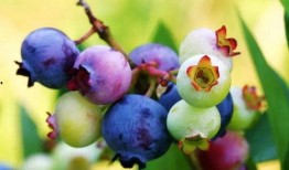 石神吃八月瓜的视频,揭秘神秘果实的美味之旅