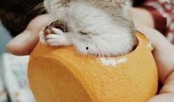 仓鼠可不可以吃籽瓜呢视频,籽瓜，是美味还是禁忌？