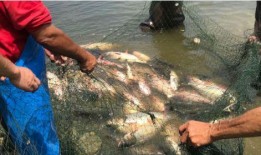 带你吃瓜捕鱼视频,带你领略“带你吃瓜捕鱼”视频的独特魅力