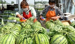 吃瓜季节的视频,揭秘热门视频背后的故事与真相