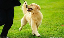 金毛犬可以吃梨瓜吗视频,揭秘梨瓜的适宜性