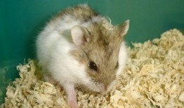 仓鼠可以吃线瓜吗视频大全,仓鼠美食之旅，揭秘线瓜的诱惑